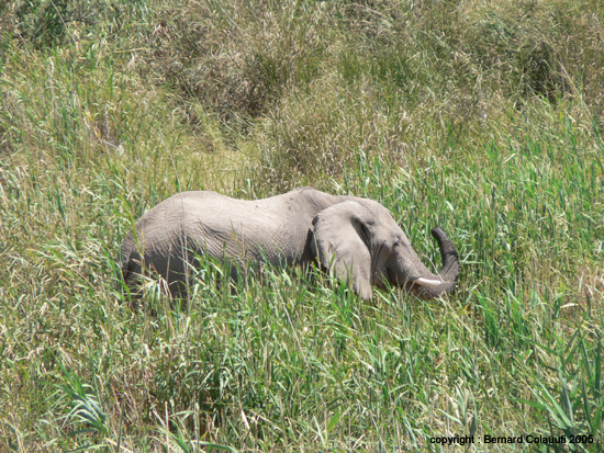 Palmwag - elephant du desert (6)